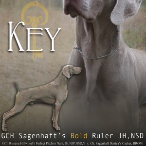 GCh Sagenhaft’s Bold Ruler JH, CD, B, VKey portrait