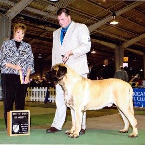 GCH CH Honor Way’s Sir Chamberlain of Hess’ Country portrait